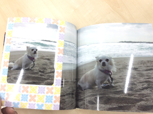 犬の写真のアルバム