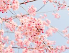 開花した桜・新学期スタート