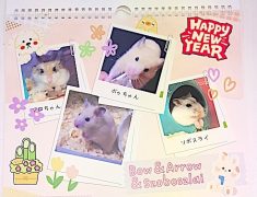 pc shimin koza